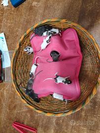 Topolini dumbo domestici