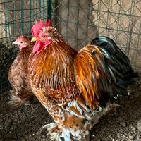 Razza Cocincina nana millefiori selezionata
