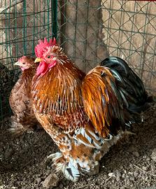 Razza Cocincina nana millefiori selezionata