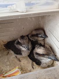 Uccello kookaburra pulli