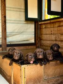 Labrador retriever chocolate