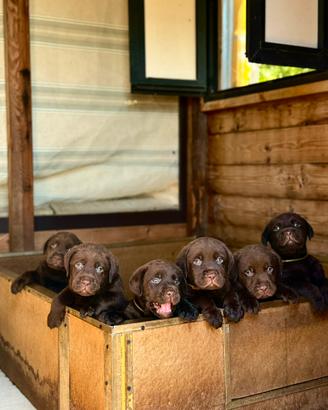 Labrador retriever chocolate