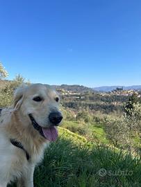 Golden Retriever disponibile per monta