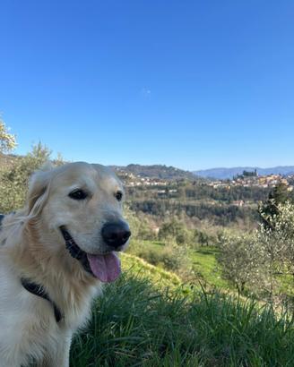 Golden Retriever disponibile per monta