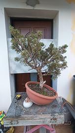 bonsai ginepro kishu 