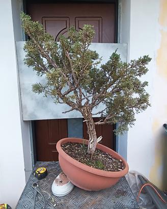 bonsai ginepro kishu 