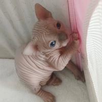 Cuccioli di sphynx con pedigree
