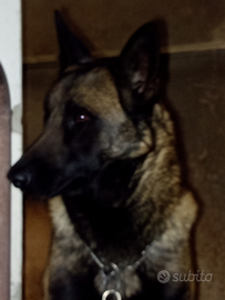 Pastore belga malinois
