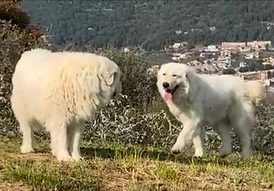 Pastore maremmano abruzzese