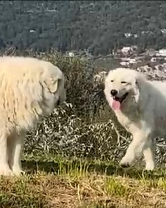 Pastore maremmano abruzzese