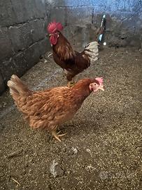 Galline