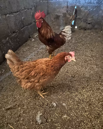 Galline