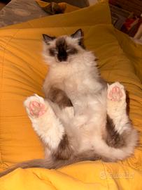 Gatta Ragdoll