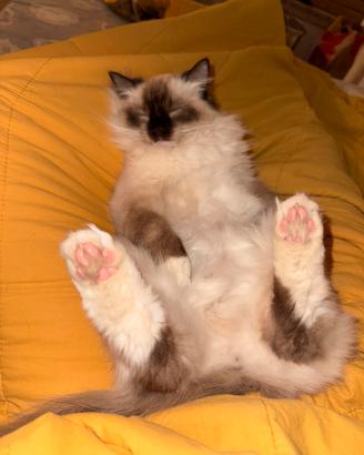 Gatta Ragdoll