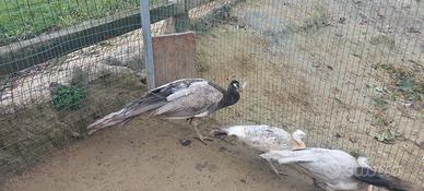 Pavone opale