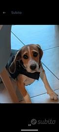 beagle 