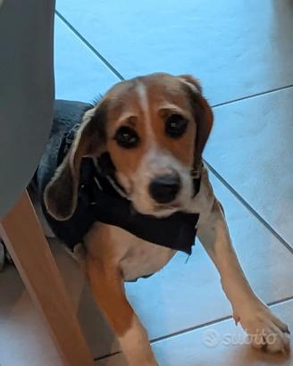 beagle 