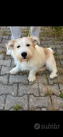  cucciolo di 9 mesi 