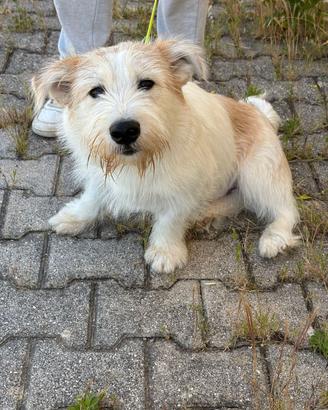  cucciolo di 9 mesi 