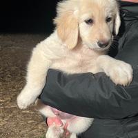 Ron, cucciolo mix Golden Retriever ADOZIONE