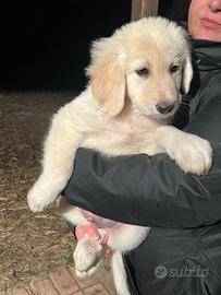 Ron, cucciolo mix Golden Retriever ADOZIONE