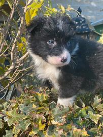 Border collie