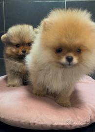 Pomerania Spitz Toy nano