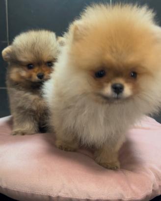 Pomerania Spitz Toy nano