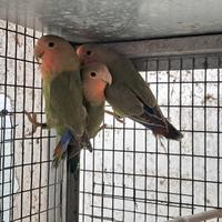 Inseparabili roseicollis