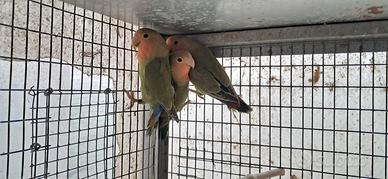 Inseparabili roseicollis