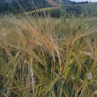 Orzo biologico 
