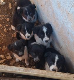 Cucciole border collie femmine