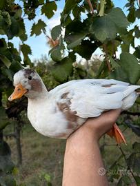 Anatidi ornamentali