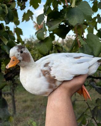 Anatidi ornamentali