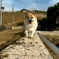 Disponibile Spitz tricolore per monta