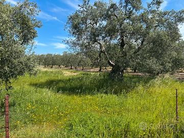 Terreno Agricolo Zona STAZIONE SUD ANDRIA