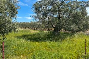 Terreno Agricolo Zona STAZIONE SUD ANDRIA