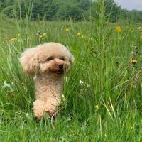 Disponibile Barboncino Toy F per riproduzione