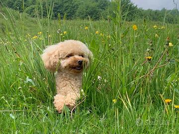 Disponibile Barboncino Toy F per riproduzione