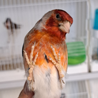 Ibridi incardellati maschi