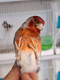 Ibridi incardellati maschi