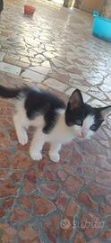 Gattini