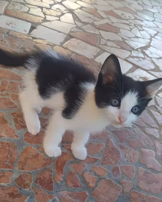 Gattini