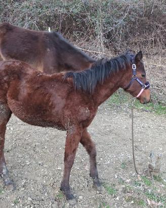 Puledra Paint Horse