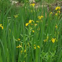 Iris pseudacorus - Piante acquatiche