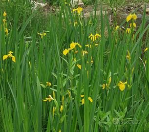 Iris pseudacorus - Piante acquatiche