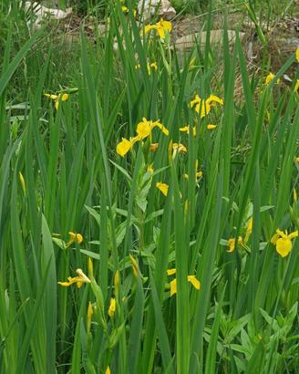 Iris pseudacorus - Piante acquatiche