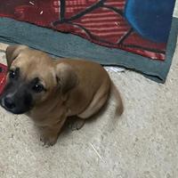Cuccioli cane