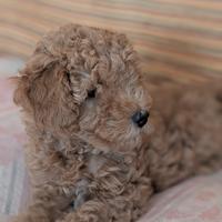 Cucciola di Barboncino femmina