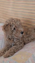 Cucciola di Barboncino femmina